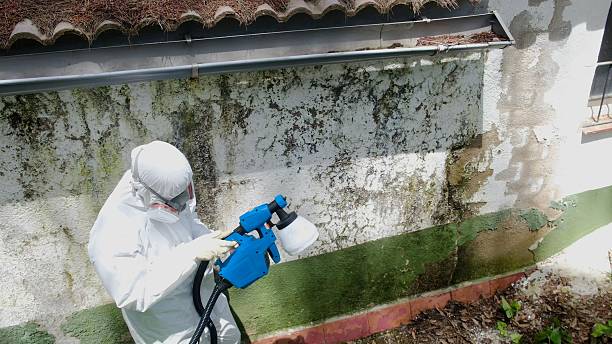 Top rated local Mold Remediation specialists in Rawlings, MD